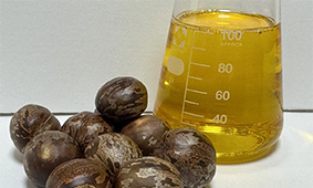 Rubber Seed Oil Pressing and Refining Solutions